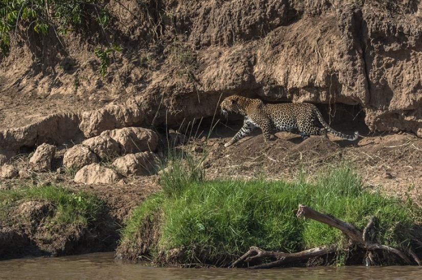 The most spectacular show in the wild The most spectacular show in the wild