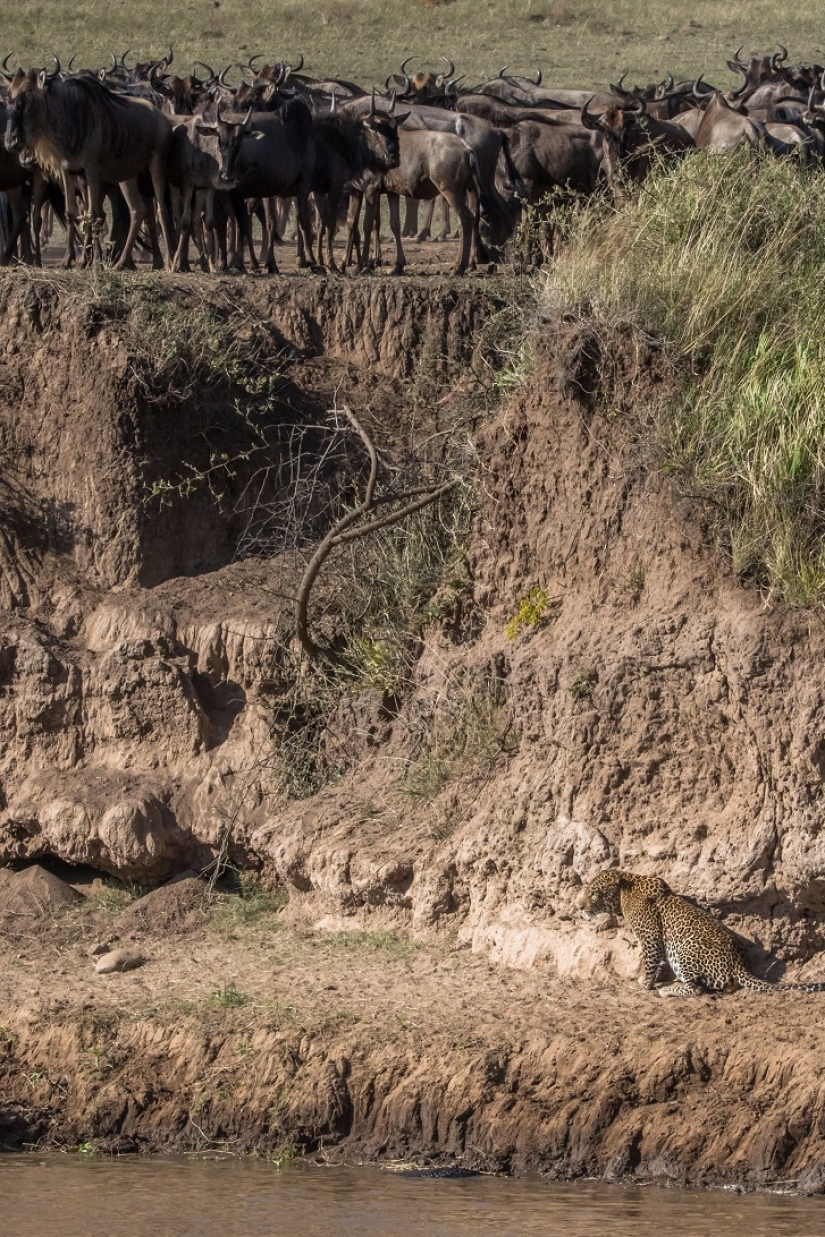 The most spectacular show in the wild The most spectacular show in the wild