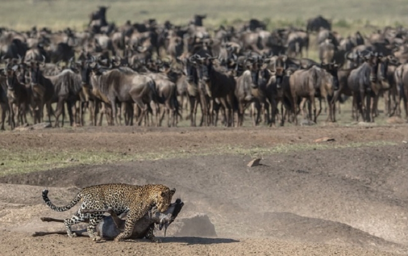 The most spectacular show in the wild The most spectacular show in the wild