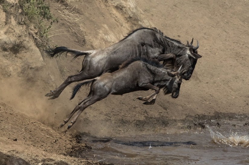 The most spectacular show in the wild The most spectacular show in the wild