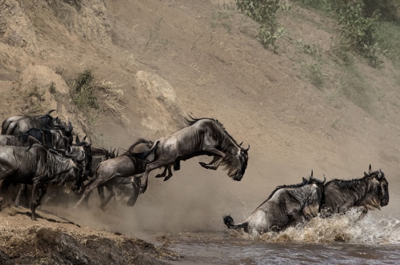 The most spectacular show in the wild The most spectacular show in the wild