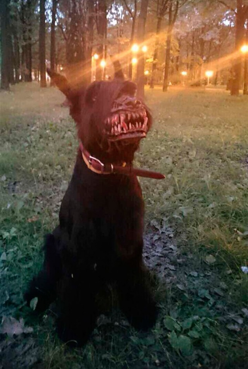 The muzzle, which will make the best dog into a bloodthirsty monster The muzzle, which will make the best dog into a bloodthirsty monster