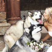 The pair made two Malamutes witnesses at the wedding, and they did it better than anyone