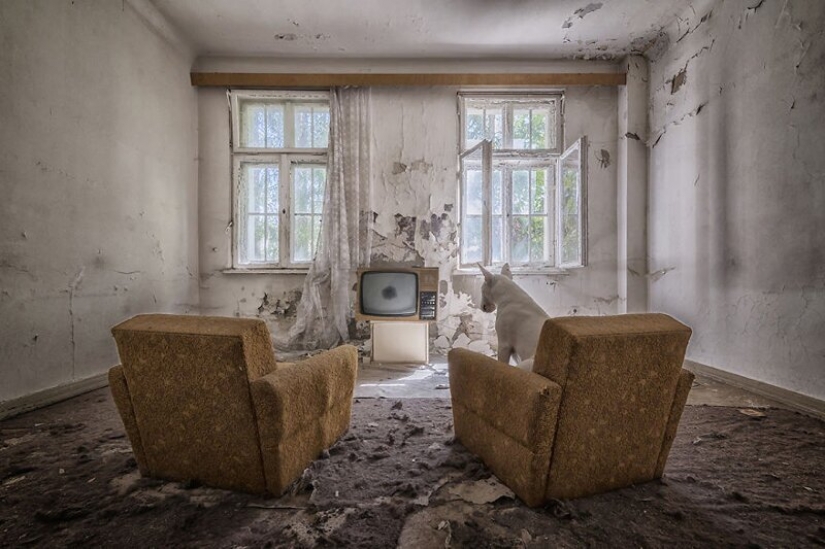 The photographer and her pit bull talk about the rules of life in the coronavirus The photographer and her pit bull talk about the rules of life in the coronavirus