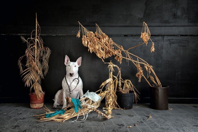 The photographer and her pit bull talk about the rules of life in the coronavirus The photographer and her pit bull talk about the rules of life in the coronavirus