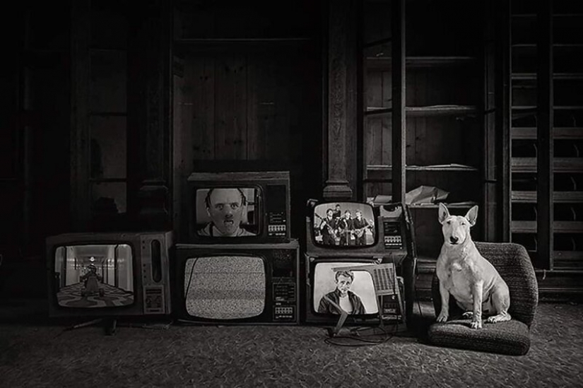 The photographer and her pit bull talk about the rules of life in the coronavirus The photographer and her pit bull talk about the rules of life in the coronavirus