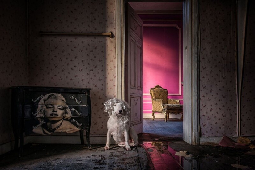 The photographer and her pit bull talk about the rules of life in the coronavirus The photographer and her pit bull talk about the rules of life in the coronavirus