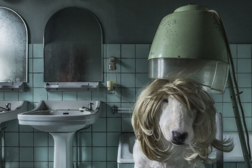 The photographer and her pit bull talk about the rules of life in the coronavirus The photographer and her pit bull talk about the rules of life in the coronavirus