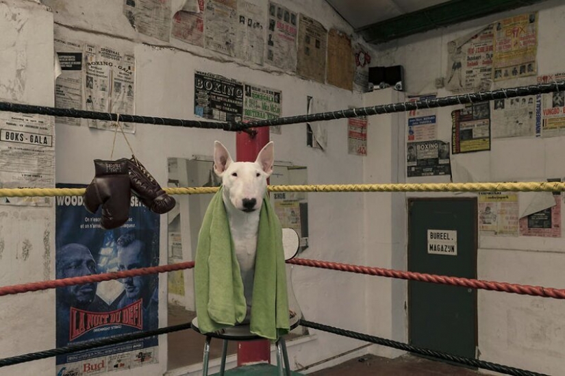 The photographer and her pit bull talk about the rules of life in the coronavirus The photographer and her pit bull talk about the rules of life in the coronavirus