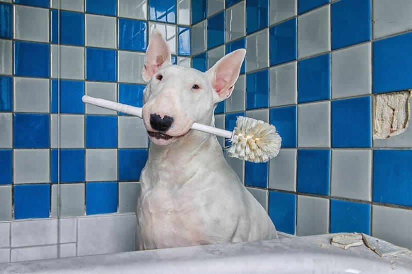 The photographer and her pit bull talk about the rules of life in the coronavirus The photographer and her pit bull talk about the rules of life in the coronavirus