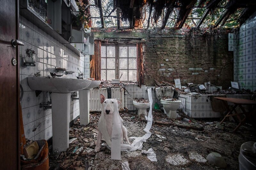 The photographer and her pit bull talk about the rules of life in the coronavirus The photographer and her pit bull talk about the rules of life in the coronavirus