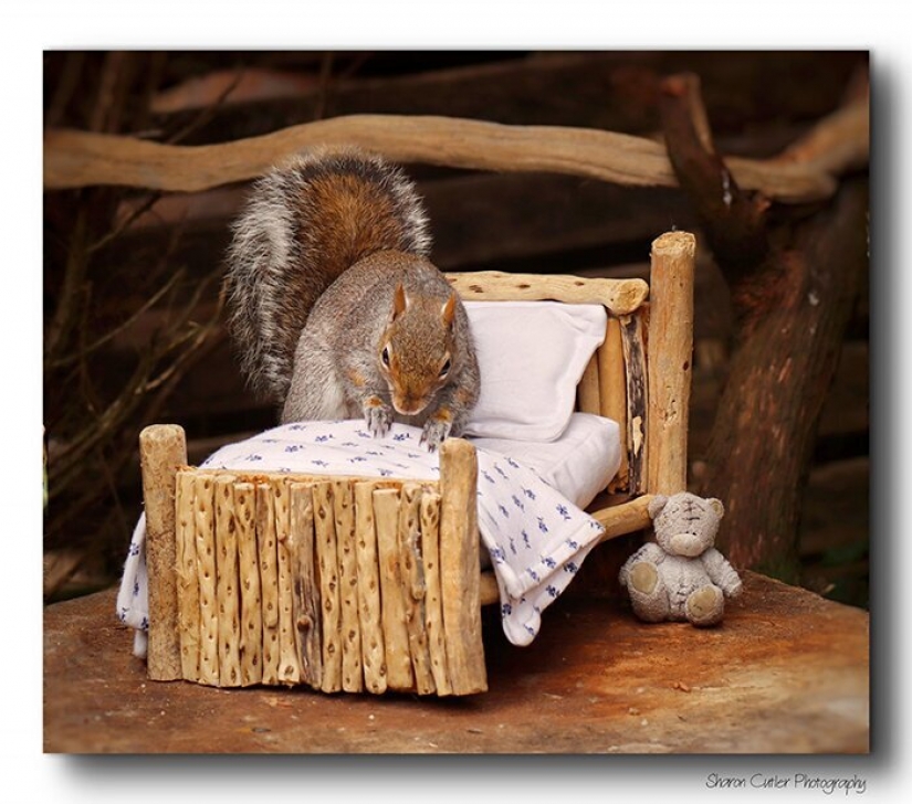 The photographer made a place for the squirrels in your garden The photographer made a place for the squirrels in your garden