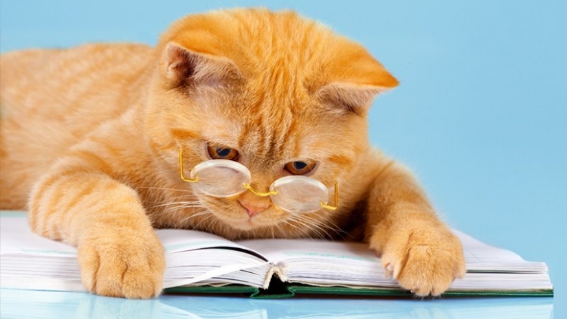 The ranking of the most intelligent animals The ranking of the most intelligent animals