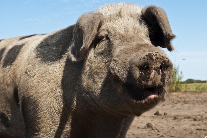 The ranking of the most intelligent animals The ranking of the most intelligent animals