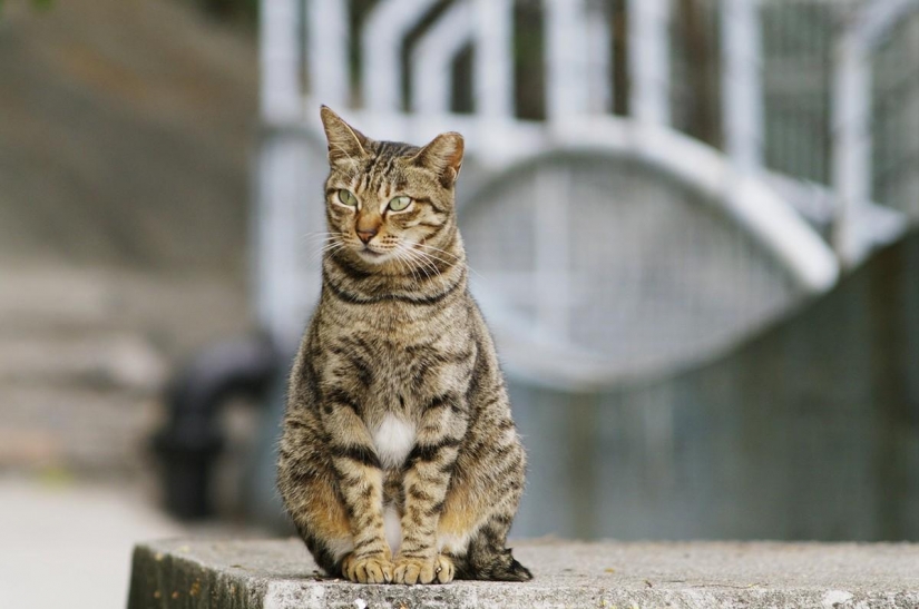 The ranking of the most intelligent animals The ranking of the most intelligent animals