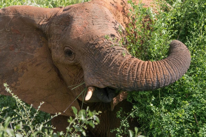 The ranking of the most intelligent animals The ranking of the most intelligent animals