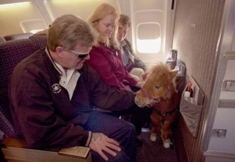 The U.S. Department of transportation was allowed to carry on Board mini-horses The U.S. Department of transportation was allowed to carry on Board mini-horses