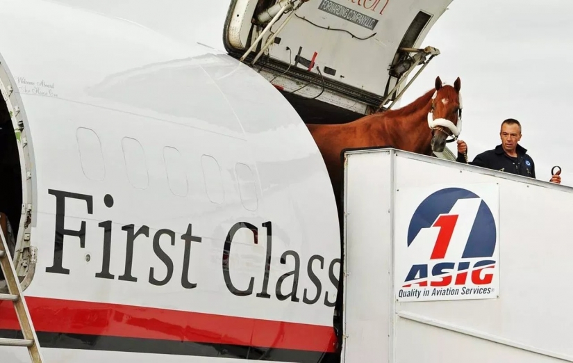 The U.S. Department of transportation was allowed to carry on Board mini-horses The U.S. Department of transportation was allowed to carry on Board mini-horses