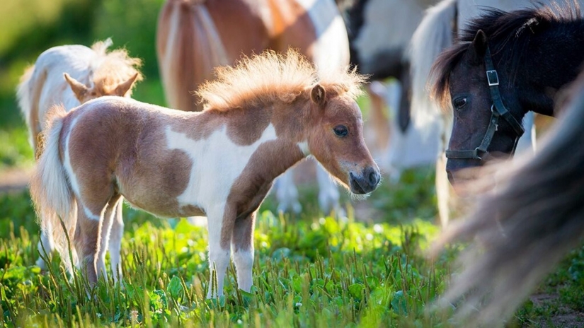 The U.S. Department of transportation was allowed to carry on Board mini-horses The U.S. Department of transportation was allowed to carry on Board mini-horses