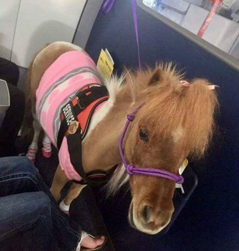 The U.S. Department of transportation was allowed to carry on Board mini-horses The U.S. Department of transportation was allowed to carry on Board mini-horses