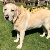 There are no other children, the dog became a foster father to orphaned ducklings