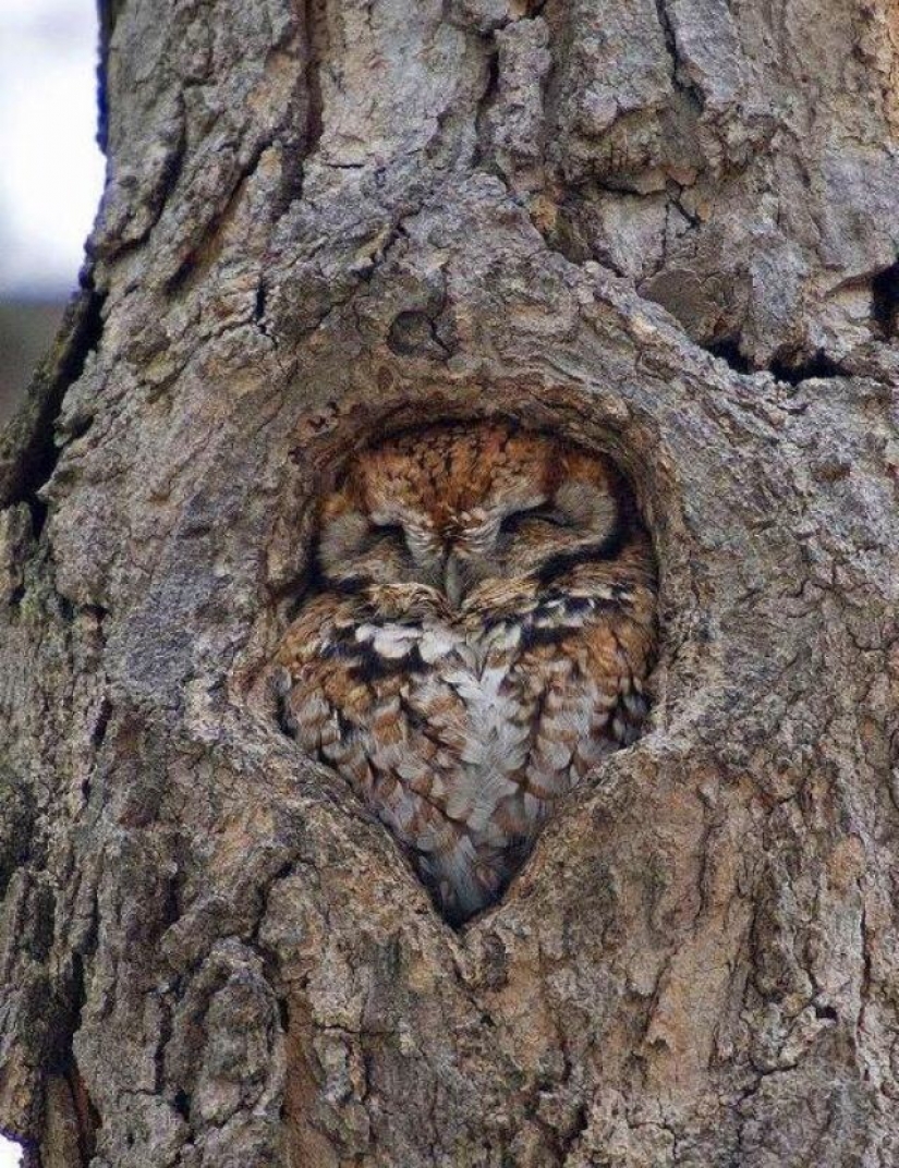 There is perfection in the world: 20 photographic delights for the eyes of the perfectionist There is perfection in the world: 20 photographic delights for the eyes of the perfectionist