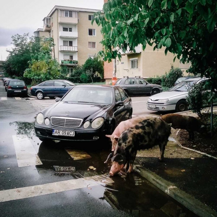 These photographs show the beauty and sorrow of Romania