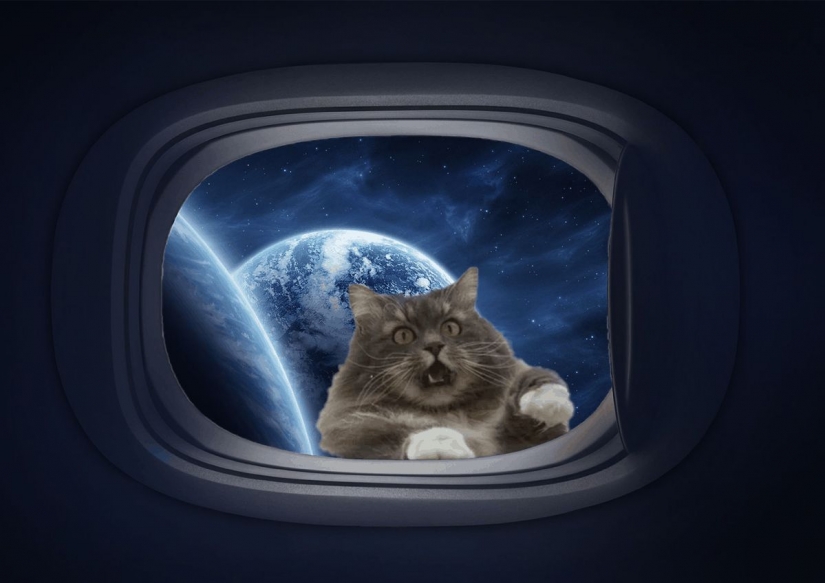 This is epic! Cat in the window became a hero of the battle fotoshoperov