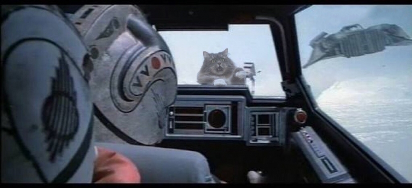 This is epic! Cat in the window became a hero of the battle fotoshoperov