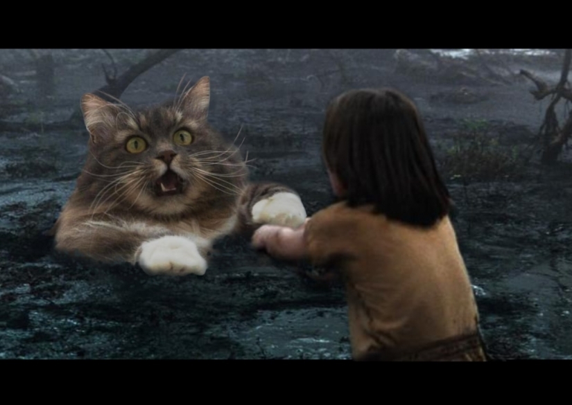 This is epic! Cat in the window became a hero of the battle fotoshoperov