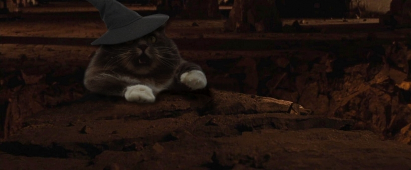 This is epic! Cat in the window became a hero of the battle fotoshoperov
