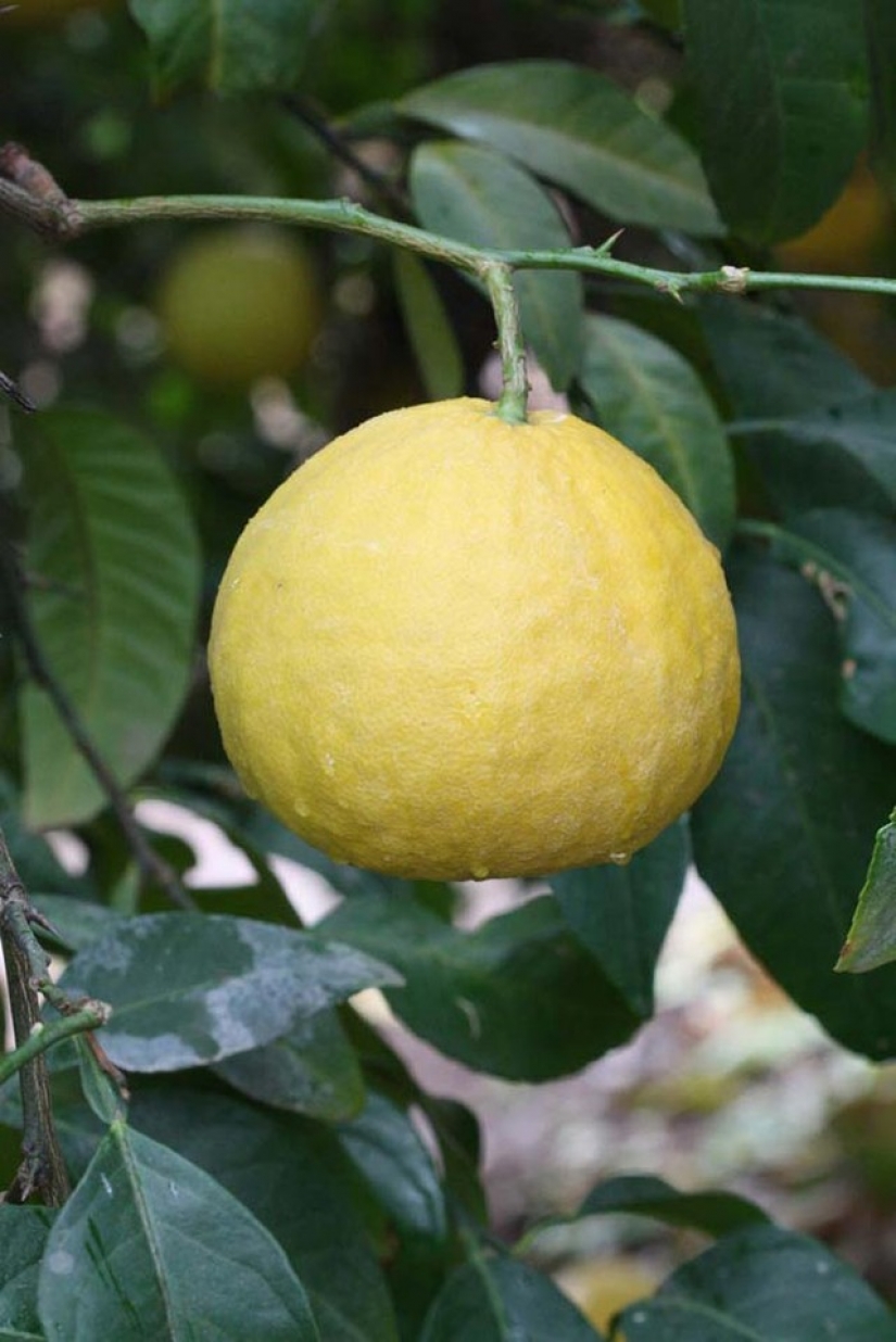 Top 10 citrus fruits you probably haven't tried
