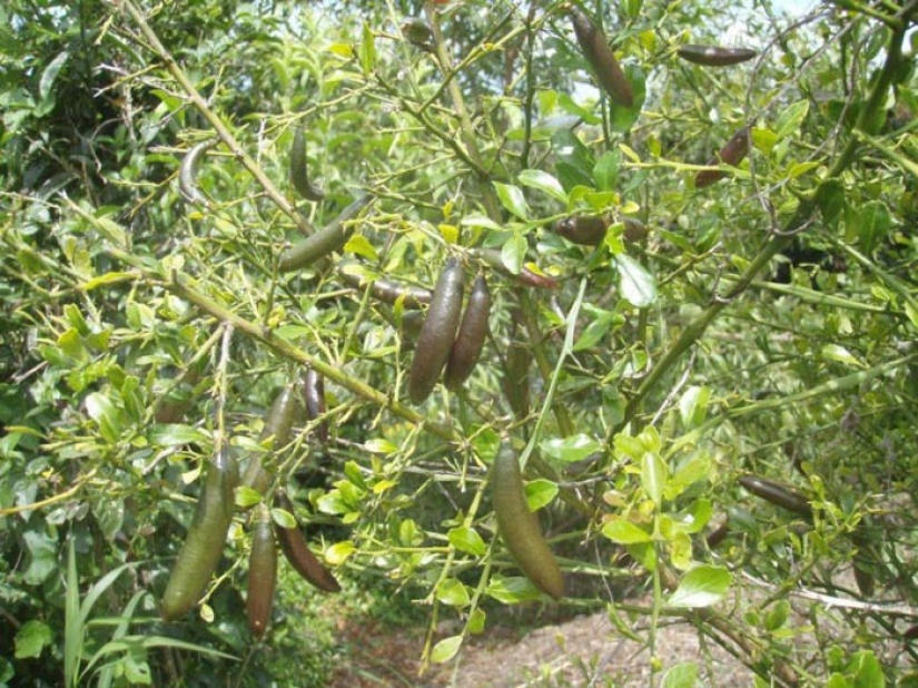 Top 10 citrus fruits you probably haven't tried