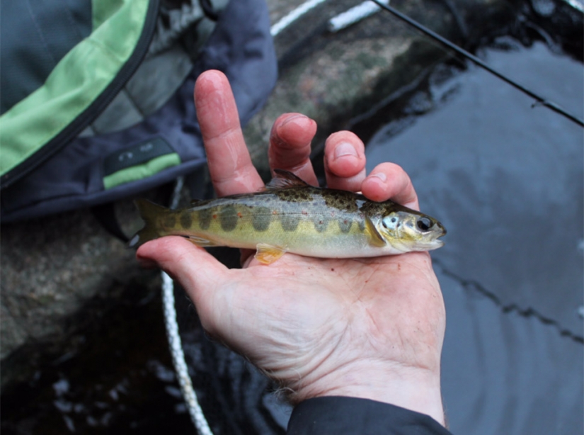 Top 20 de los favoritos Hobbies y Aficiones de las personas más ricas