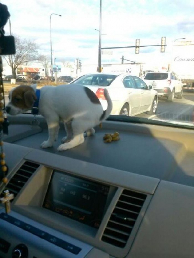 Torres insolente de los animales, que a la luz de la linterna Torres insolente de los animales, que a la luz de la linterna