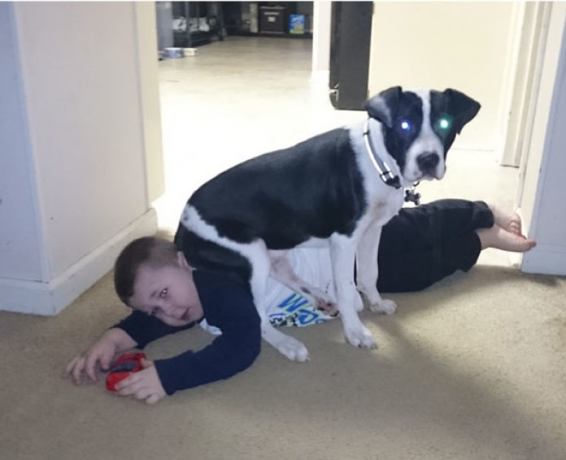 Torres insolente de los animales, que a la luz de la linterna Torres insolente de los animales, que a la luz de la linterna