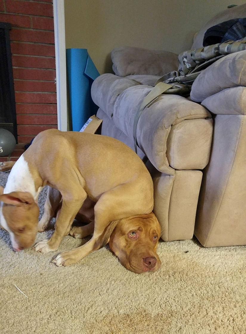 Torres insolente de los animales, que a la luz de la linterna Torres insolente de los animales, que a la luz de la linterna