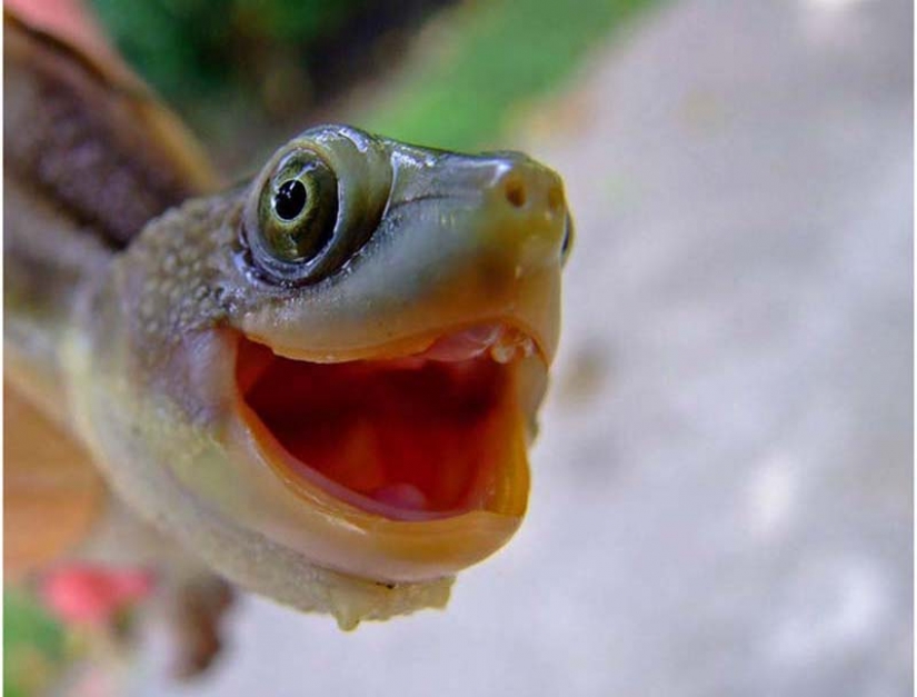 Turtles are better than cats