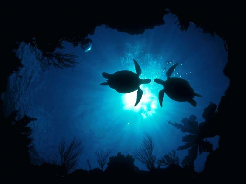 Turtles are better than cats