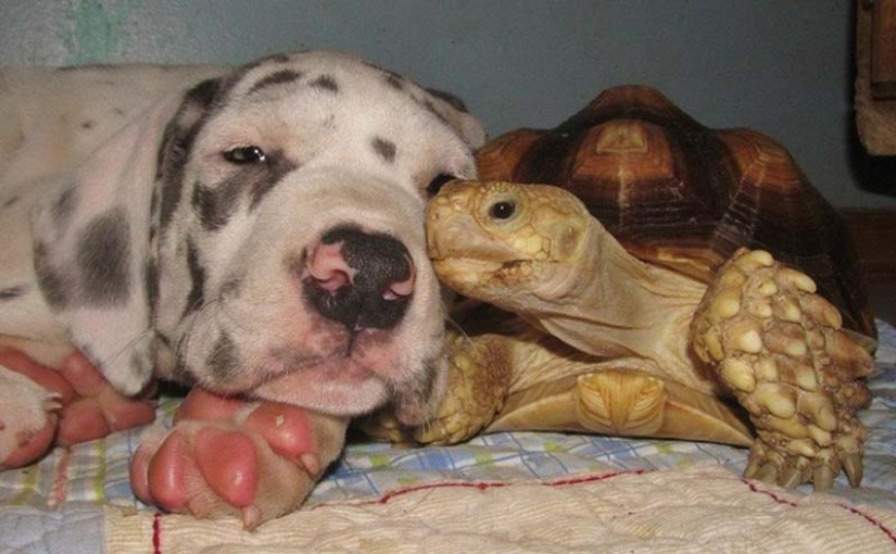 Turtles are better than cats