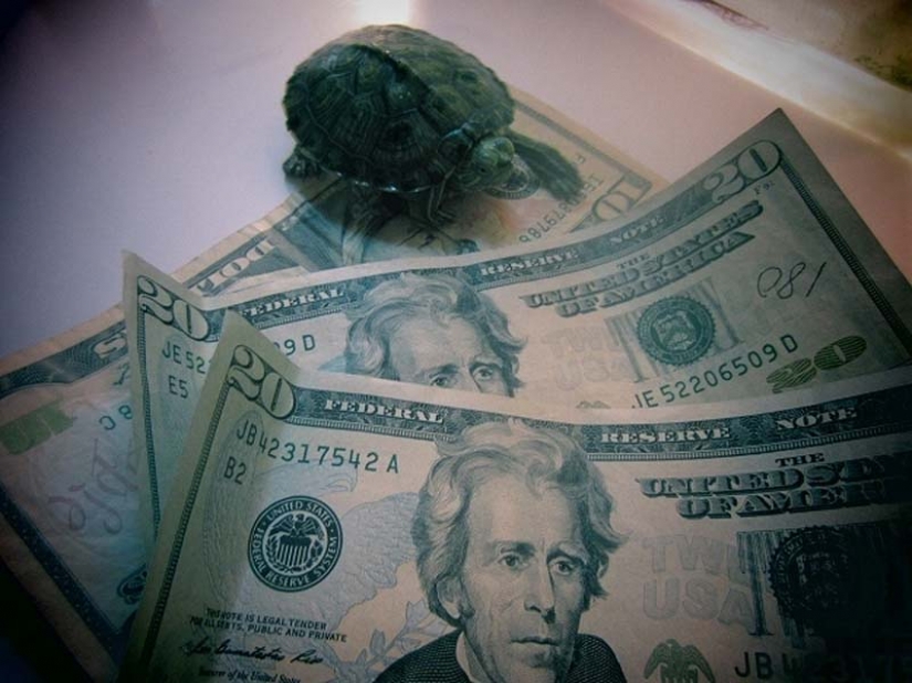 Turtles are better than cats