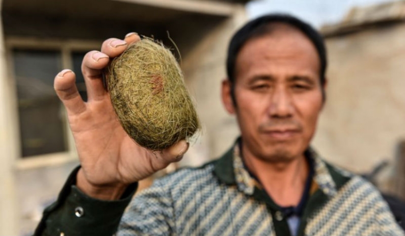 Un campesino Chino se encuentra en la vesícula biliar de que el cerdo es un tesoro Un campesino Chino se encuentra en la vesícula biliar de que el cerdo es un tesoro
