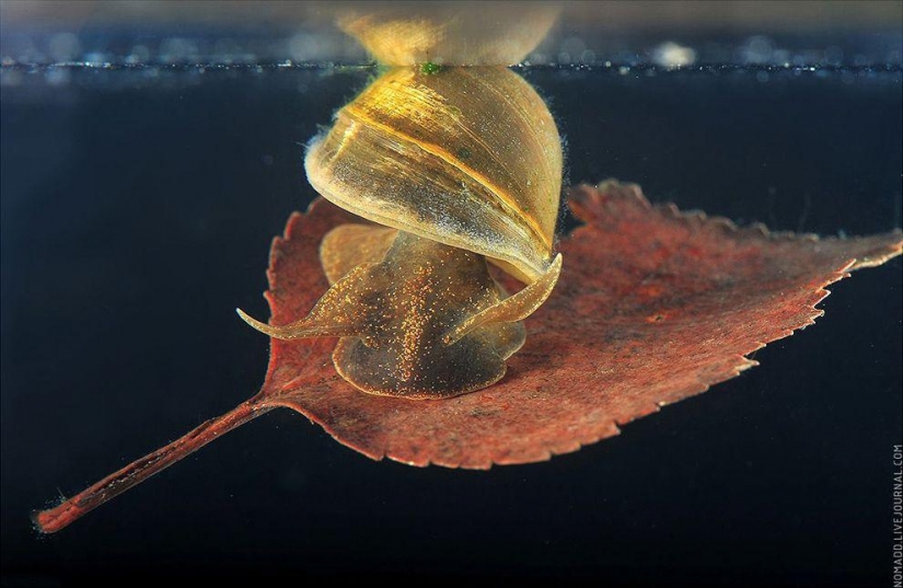 Un Microcosmos Del Lago Baikal