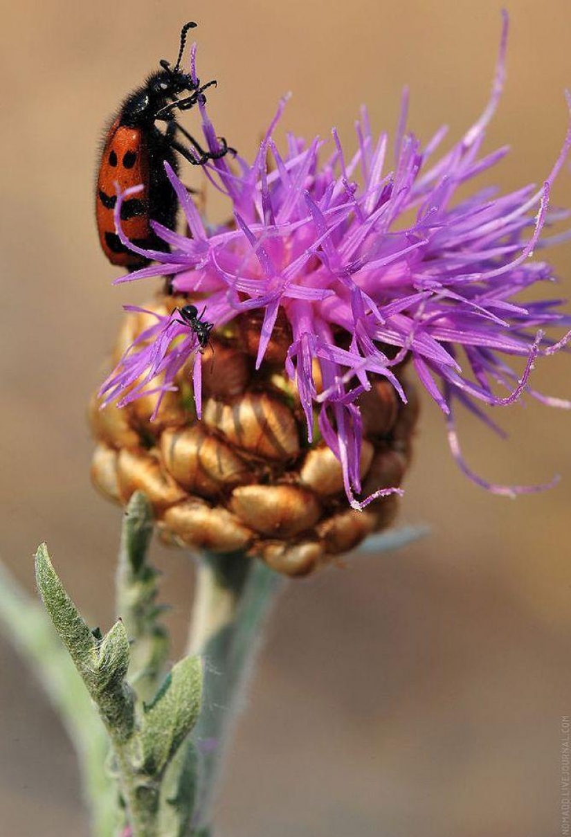 Un Microcosmos Del Lago Baikal