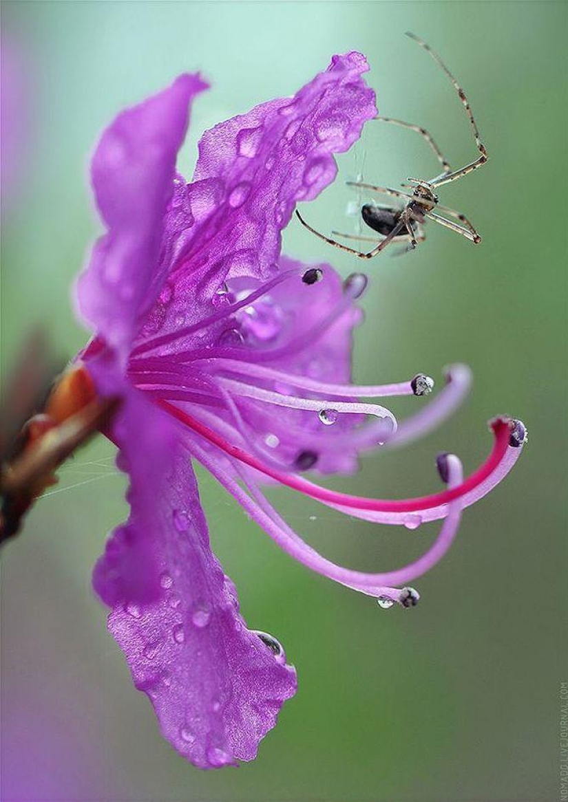 Un Microcosmos Del Lago Baikal