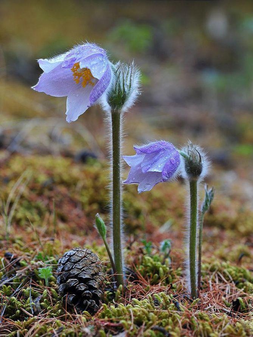 Un Microcosmos Del Lago Baikal