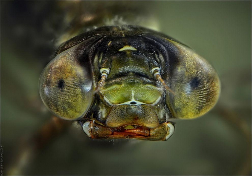Un Microcosmos Del Lago Baikal
