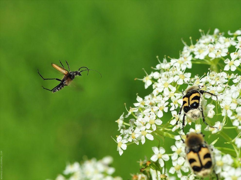 Un Microcosmos Del Lago Baikal
