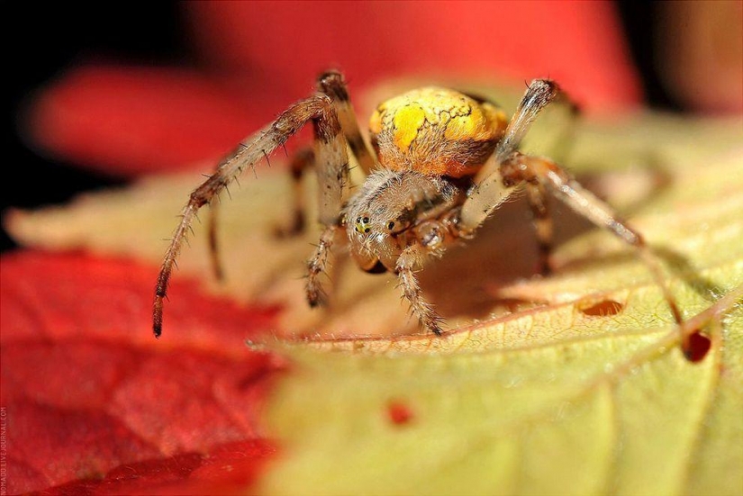 Un Microcosmos Del Lago Baikal