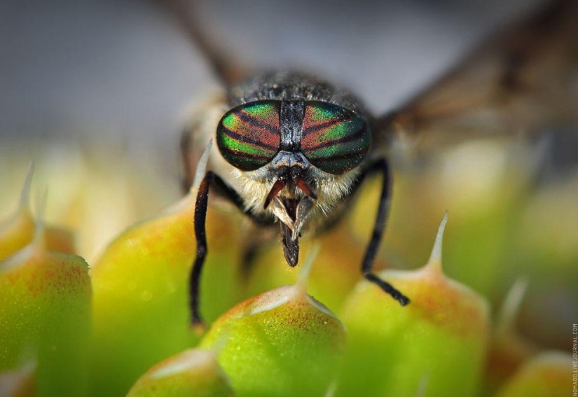 Un Microcosmos Del Lago Baikal